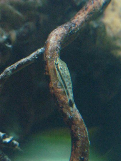 freshwater fish - otocinclus affinis - suckermouth catfish stocking in 75 gallons tank - Otocinclus affinis - Algae eater