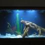 fish tank picture - 55g freshwater tank feb09