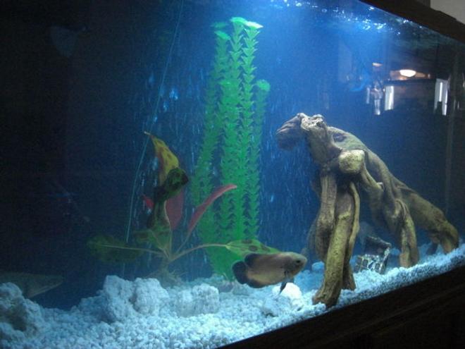 55 gallons freshwater fish tank (mostly fish and non-living decorations) - young red O, abino tiger O and my bickir