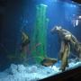 55 gallons freshwater fish tank (mostly fish and non-living decorations) - young red O, abino tiger O and my bickir