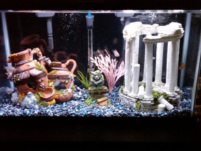 30 gallons freshwater fish tank (mostly fish and non-living decorations) - Freshwater tank still in the works...