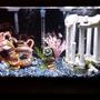 30 gallons freshwater fish tank (mostly fish and non-living decorations) - Freshwater tank still in the works...