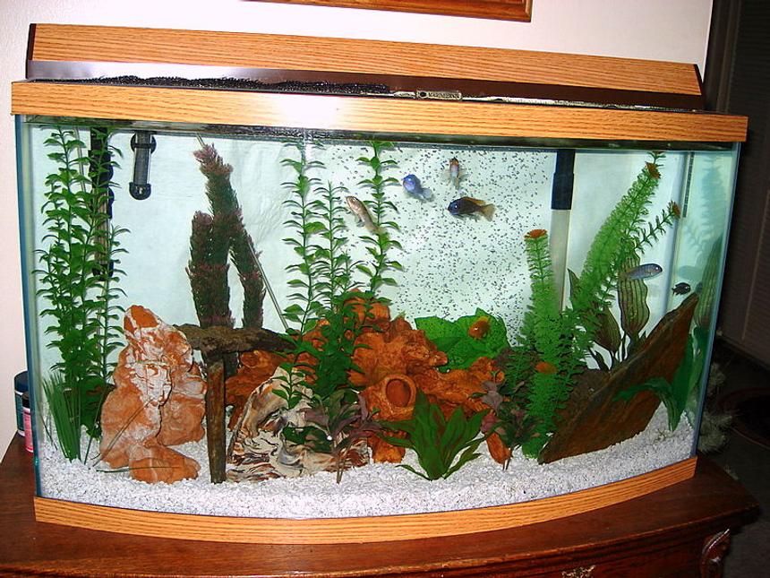 Rated #2426: 46 Gallons Freshwater Fish Tank - 46 gallon bowfront Marineland tank ..