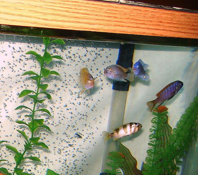 freshwater fish - labeotropheus fuelleborni - fuelleborni cichlid, marmalade stocking in 46 gallons tank - Their color is really starting to show!