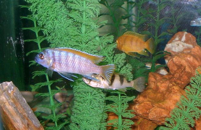 freshwater fish - labidochromis sp. - hongi stocking in 46 gallons tank - Lots & lots of hiding places!