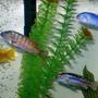 freshwater fish - labeotropheus fuelleborni - fuelleborni cichlid, marmalade stocking in 46 gallons tank - very aggressive breed of fish