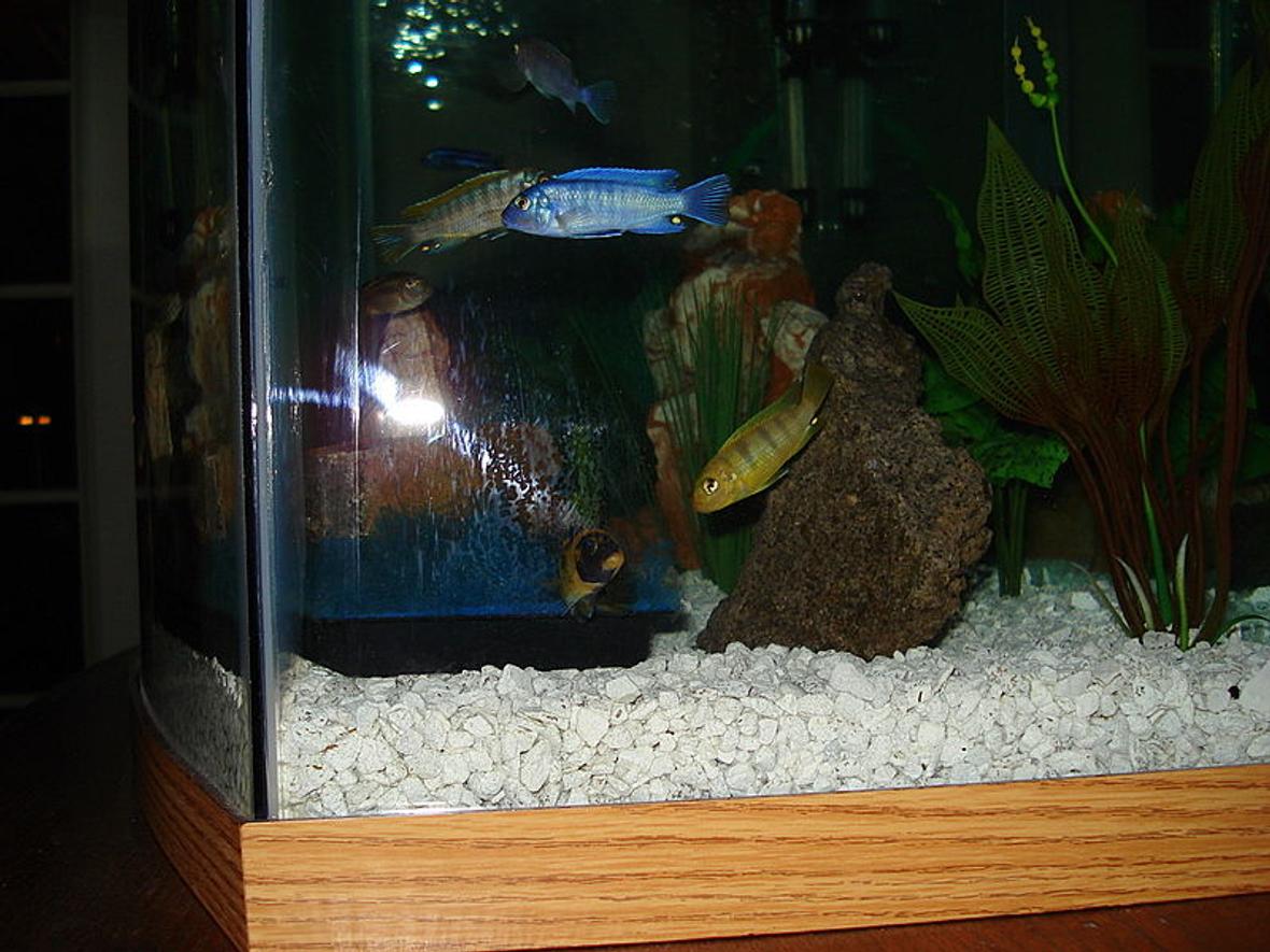 freshwater fish - labidochromis caeruleus - electric yellow cichlid stocking in 46 gallons tank - Don't feed Cichlids high protein food!