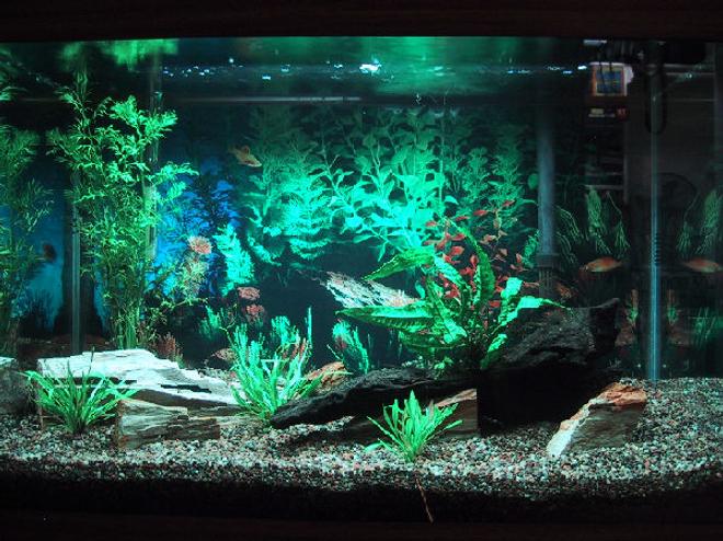 20 gallons planted tank (mostly live plants and fish) - My 20 gallon high tank, still cycling (two weeks so far) and just added live plants, fish to come!  I didn't like the way this background took away from the real plants and decorations so I changed it.