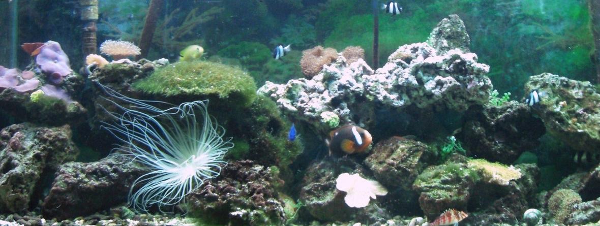 corals inverts - rhyzotrochus typus - white rhyzo stocking in 55 gallons tank - 55G