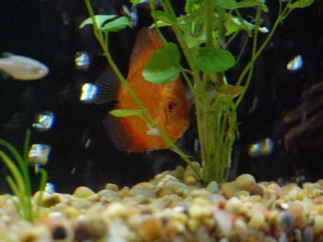 freshwater fish - symphysodon sp. - yellow marlboro discus stocking in 55 gallons tank - Discus hiding behind a Mint Charlie.
