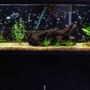 55 gallons planted tank (mostly live plants and fish) - New pic