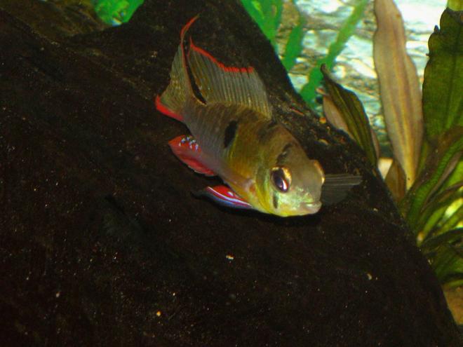 freshwater fish - microgeophagus altispinosa - bolivian ram stocking in 55 gallons tank - altispinosus male