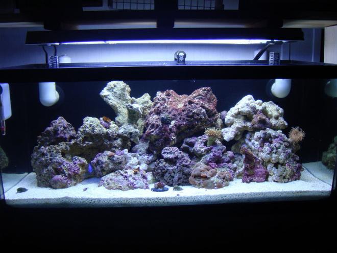 20 gallons reef tank (mostly live coral and fish) - Full tank shot