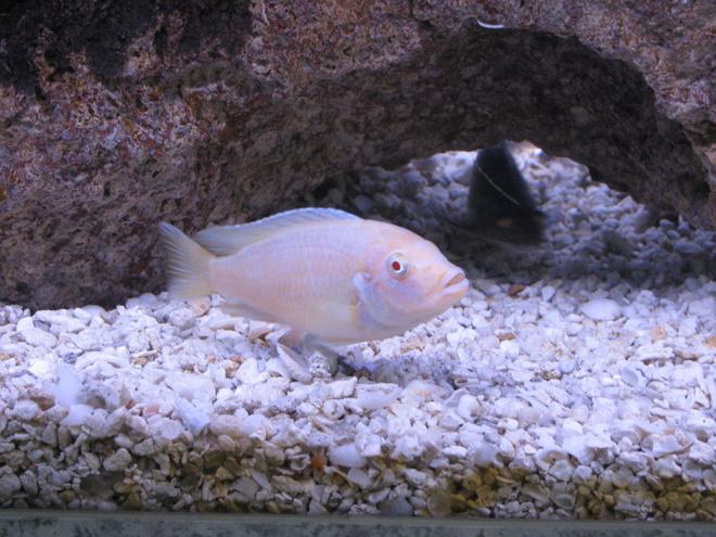 freshwater fish - pseudotropheus socolofi (albino) - albino socolofi stocking in 55 gallons tank - My albino!