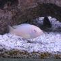 freshwater fish - pseudotropheus socolofi (albino) - albino socolofi stocking in 55 gallons tank - My albino!