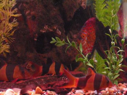 freshwater fish - botia macracantha - clown loach stocking in 150 gallons tank - loaches