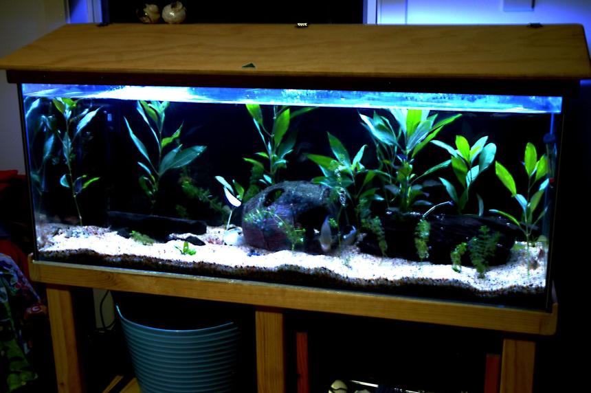 Rated #144: 55 Gallons Planted Tank - 4 foot .... there isd more plants than when taken and plan on many more still.