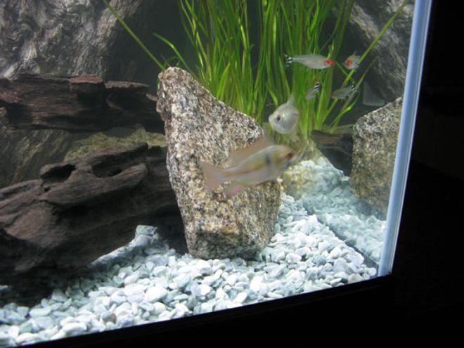 10 gallons freshwater fish tank (mostly fish and non-living decorations) - good hey