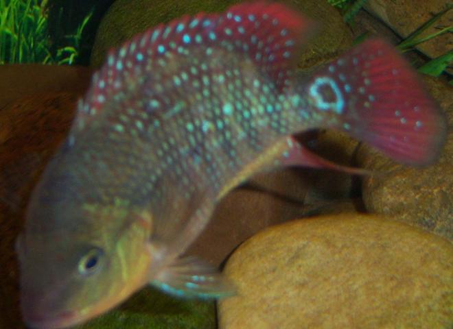 freshwater fish - cichlasoma festae - red terror stocking in 150 gallons tank - 3 inch Juvi Red Terror Cichlid