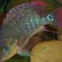 freshwater fish - cichlasoma festae - red terror stocking in 150 gallons tank - 3 inch Juvi Red Terror Cichlid