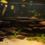 150 gallons freshwater fish tank (mostly fish and non-living decorations) - 55 gal african tank