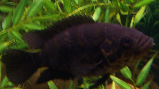 freshwater fish - parachromis managuensis - jaguar cichlid stocking in 150 gallons tank - 3 inch Jaguar Cichlid