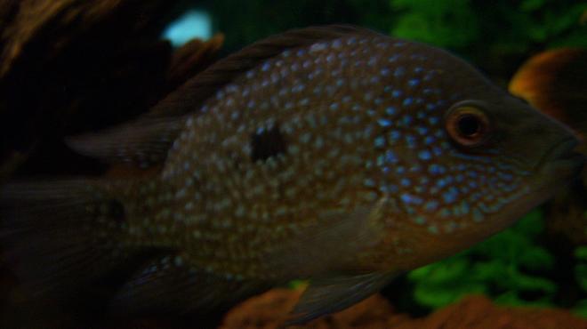 freshwater fish - herichthys cynoguttatus - texas cichlid stocking in 150 gallons tank - 4 inch Texas Cichlid
