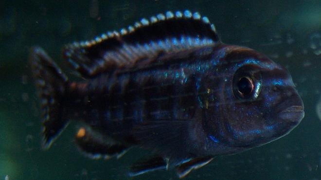 freshwater fish - melanochromis johannii - johanni cichlid stocking in 150 gallons tank - Johanni Cichlid
