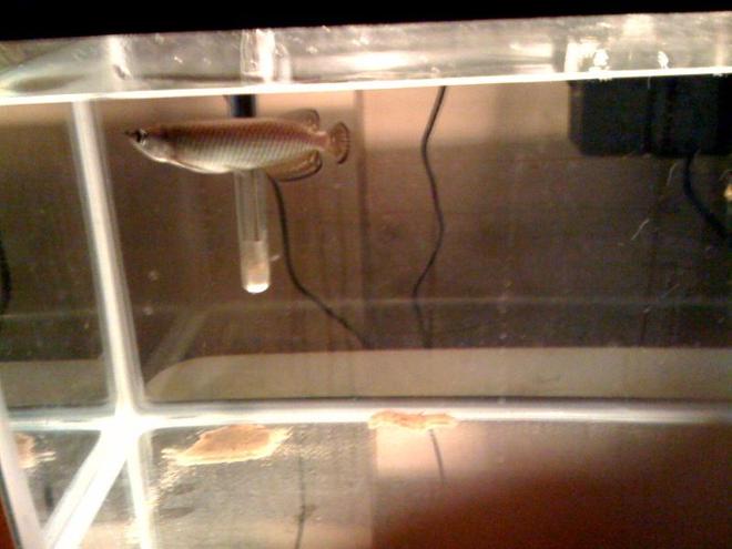 freshwater fish - scleropages jardini - jardini arowana stocking in 90 gallons tank - Jardini Arowana, 6"