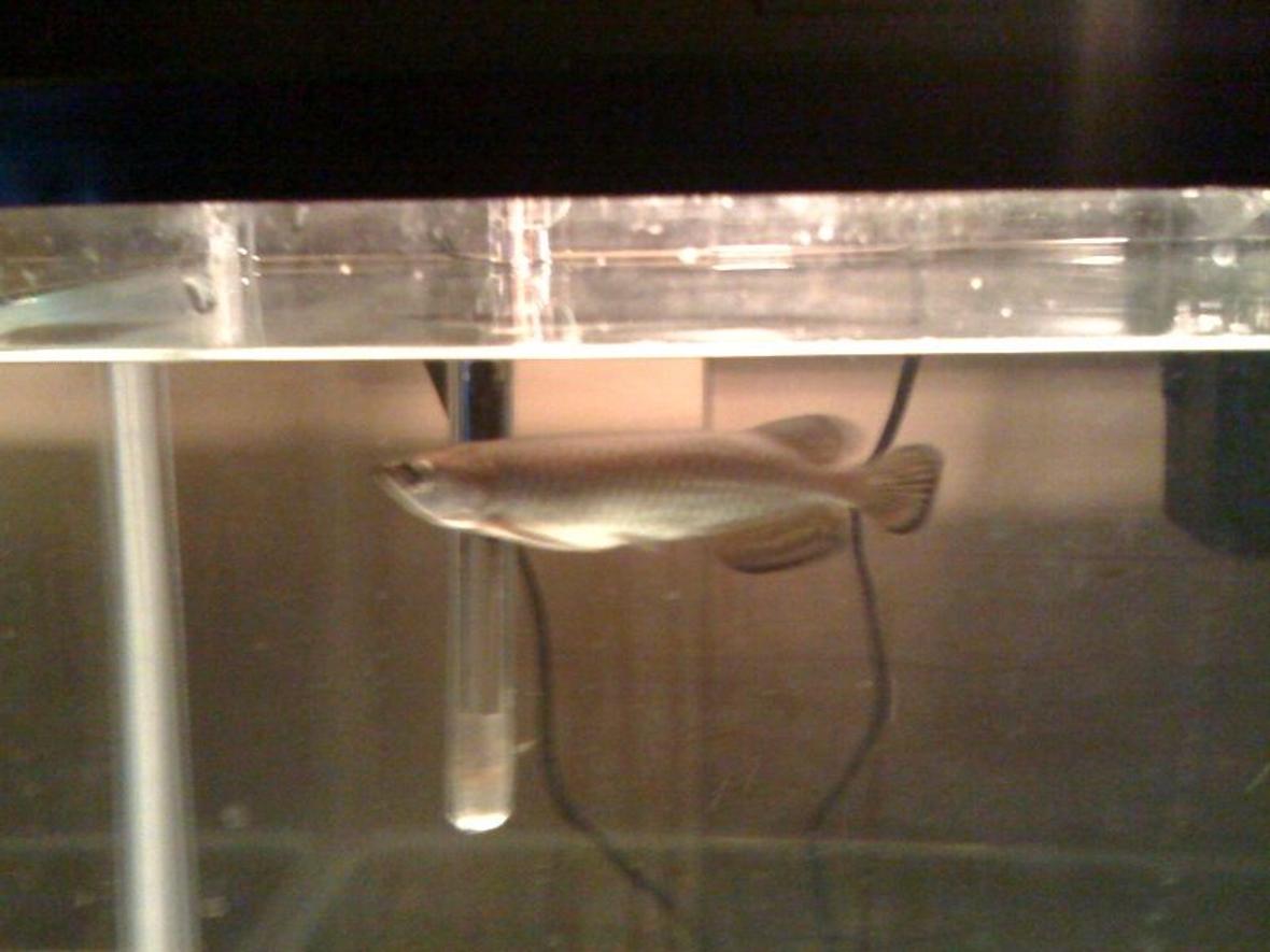 freshwater fish - scleropages jardini - jardini arowana stocking in 90 gallons tank - Aro 2