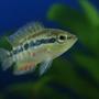 freshwater fish - nandopsis salvini - salvini cichlid stocking in 45 gallons tank - Salvini Cichlid