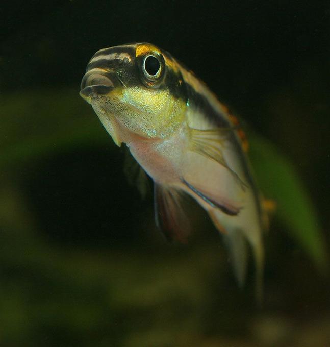 freshwater fish - pelvicachromis pulcher - albino kribensis cichlid stocking in 45 gallons tank - Kribensis