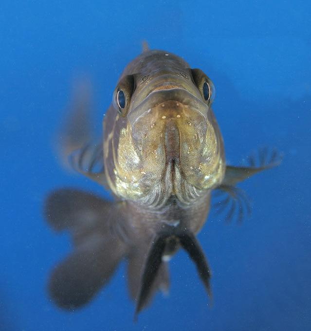 freshwater fish - parachromis managuensis - jaguar cichlid stocking in 45 gallons tank - Jaguar