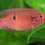 freshwater fish - hemichromis bimaculatus - jewel cichlid stocking in 45 gallons tank - Jewel Cichlid