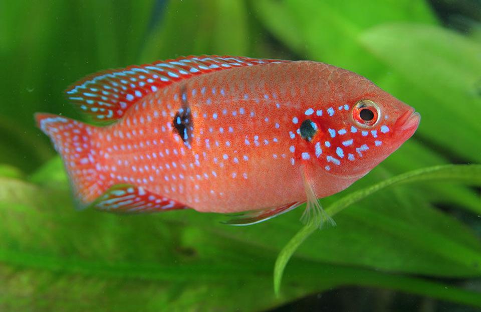freshwater fish - hemichromis bimaculatus - jewel cichlid stocking in 45 gallons tank - Jewel Cichlid
