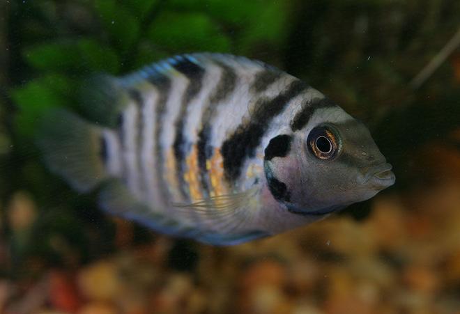 freshwater fish - archocentrus nigrofasciatus - black convict cichlid stocking in 45 gallons tank - Striped Convict