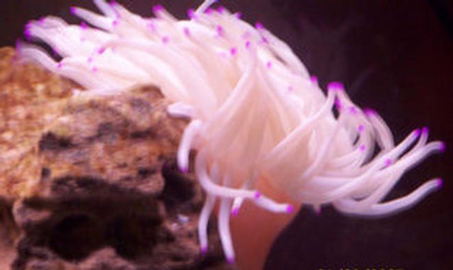 corals inverts - condylactis gigantea - condy anemone stocking in 55 gallons tank - pink tip