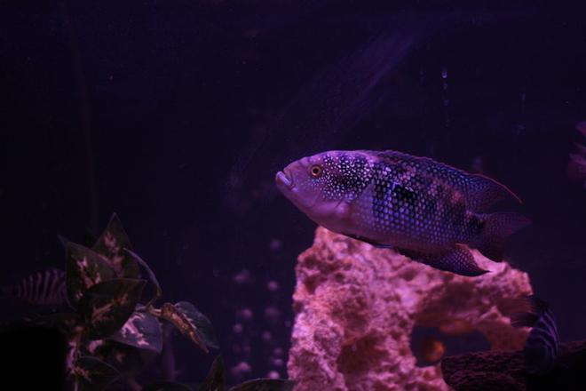 freshwater fish - nandopsis octofasciatum - jack dempsey stocking in 60 gallons tank - my friends jack in my aquarium