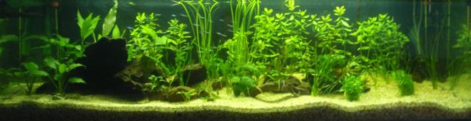 70 gallons planted tank (mostly live plants and fish) - My new 5 foot tank. at the moment got 20 neons , 30 cardinals, 8 cory's and my bristlnose.. hoping to add 5-6 discus in a month or so.