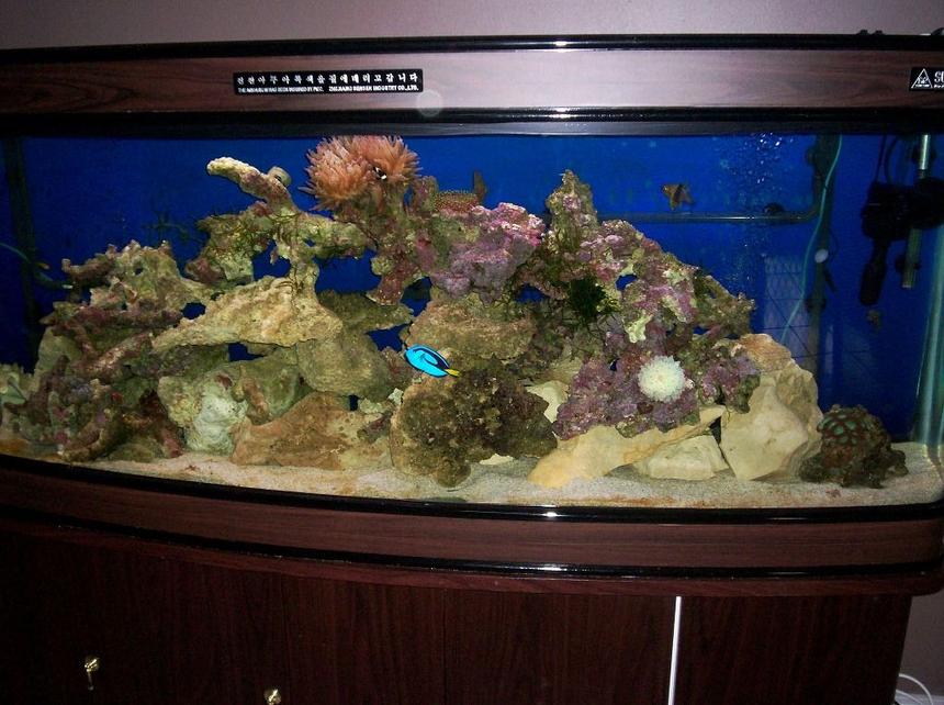 Rated #126: 114 Gallons Reef Tank - MY 114 GAL REEF TANK