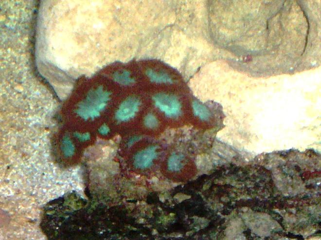 corals inverts - blastomussa merletti - australian big polyp blastomussa stocking in 114 gallons tank - BLASTOMUSSA  WELLSI