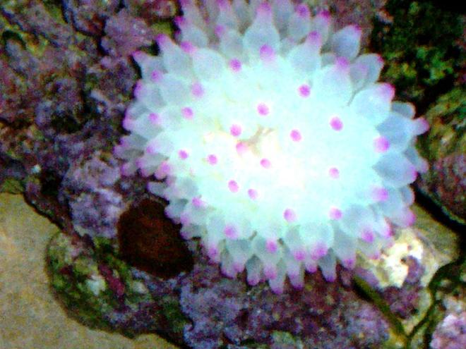 corals inverts - entacmaea quadricolor - bubble tip anemone stocking in 114 gallons tank - BUBBLE TIP ANEMONE