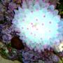 corals inverts - entacmaea quadricolor - bubble tip anemone stocking in 114 gallons tank - BUBBLE TIP ANEMONE