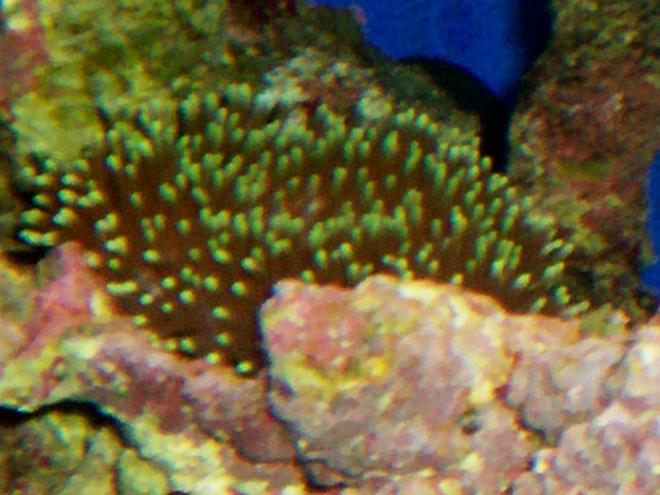 corals inverts - entacmaea quadricolor - bubble tip anemone stocking in 114 gallons tank - BUBBLE TIP ANEMONE  
 (  ENTACMAEA   QUADRICOLOR )