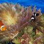 corals inverts - entacmaea quadricolor - rose anemone stocking in 114 gallons tank - MY 2 CLOWN FISH HAVING FUN