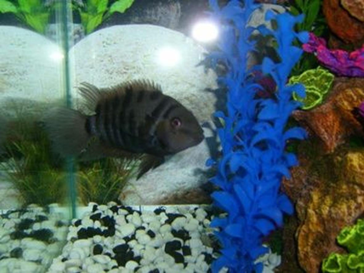 freshwater fish - archocentrus nigrofasciatus - black convict cichlid stocking in 30 gallons tank - My buddy. The Convict Cichlid.