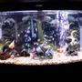 46 gallons freshwater fish tank (mostly fish and non-living decorations) - 46 Gal bowfront