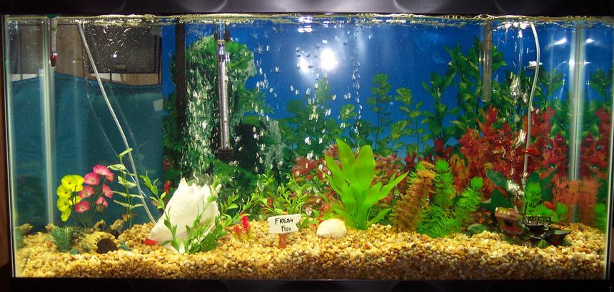 Rated #3160: 38 Gallons Freshwater Fish Tank - 38 gal.