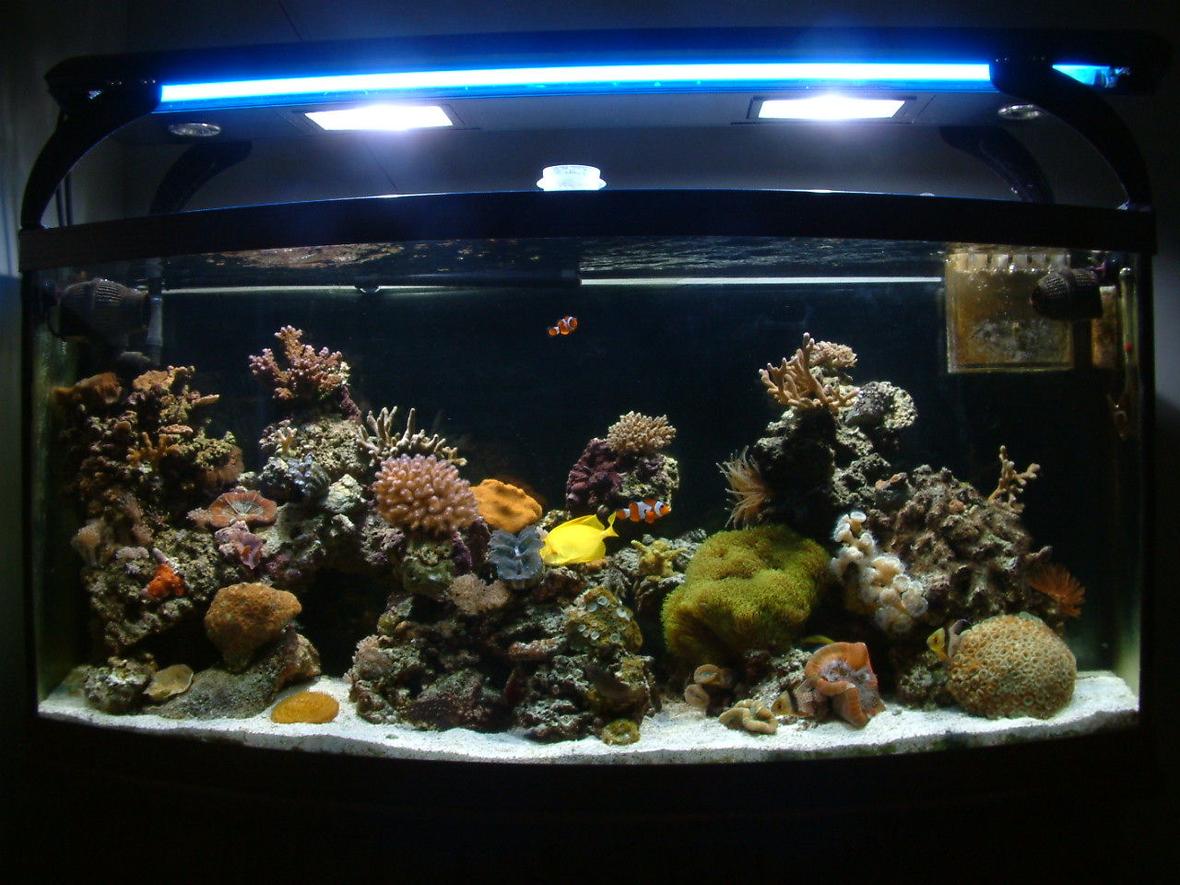 72 gallons reef tank (mostly live coral and fish) - Front Tank Shot