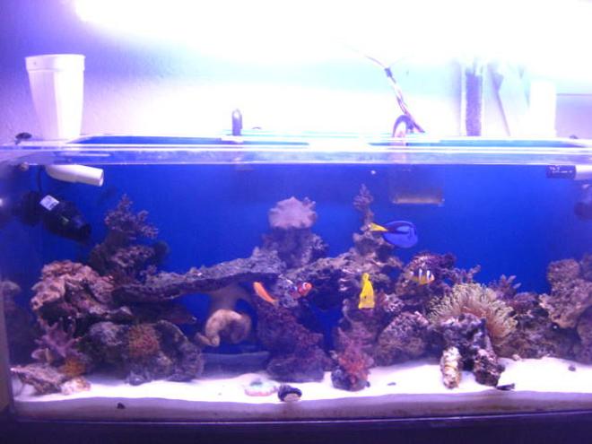 90 gallons reef tank (mostly live coral and fish) - my reef tank
